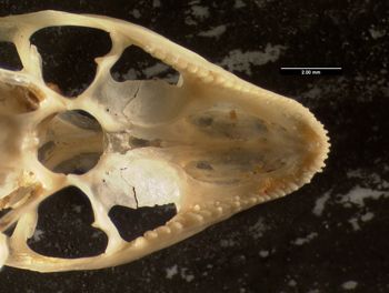 Media type: image;   Herpetology R-64693